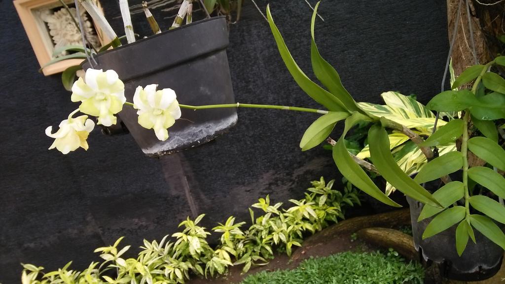 Roemah Canting Homestay Yogyakarta Exterior photo